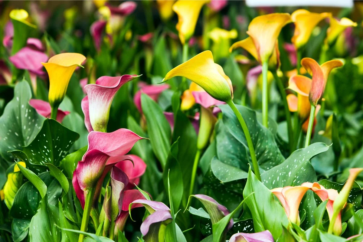 arums
