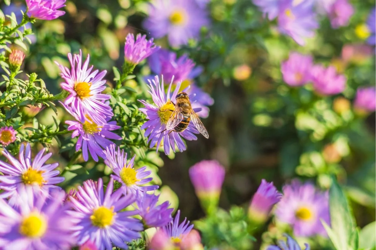 abeille qui butine des asters