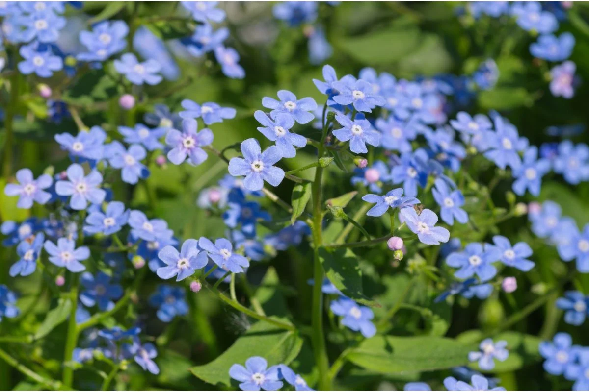 brunnera macrophylla