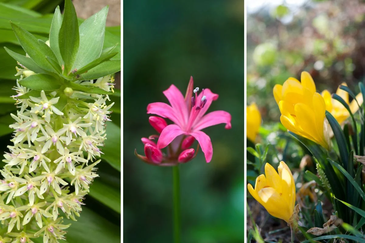 bulbes qui fleurissent en automne