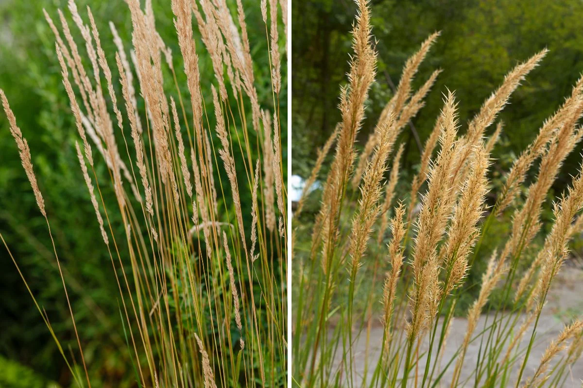 calamagrostis