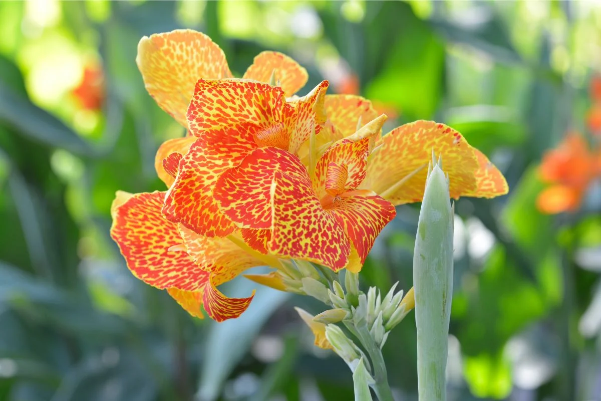 cannas