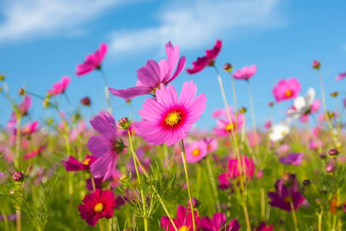 cosmos