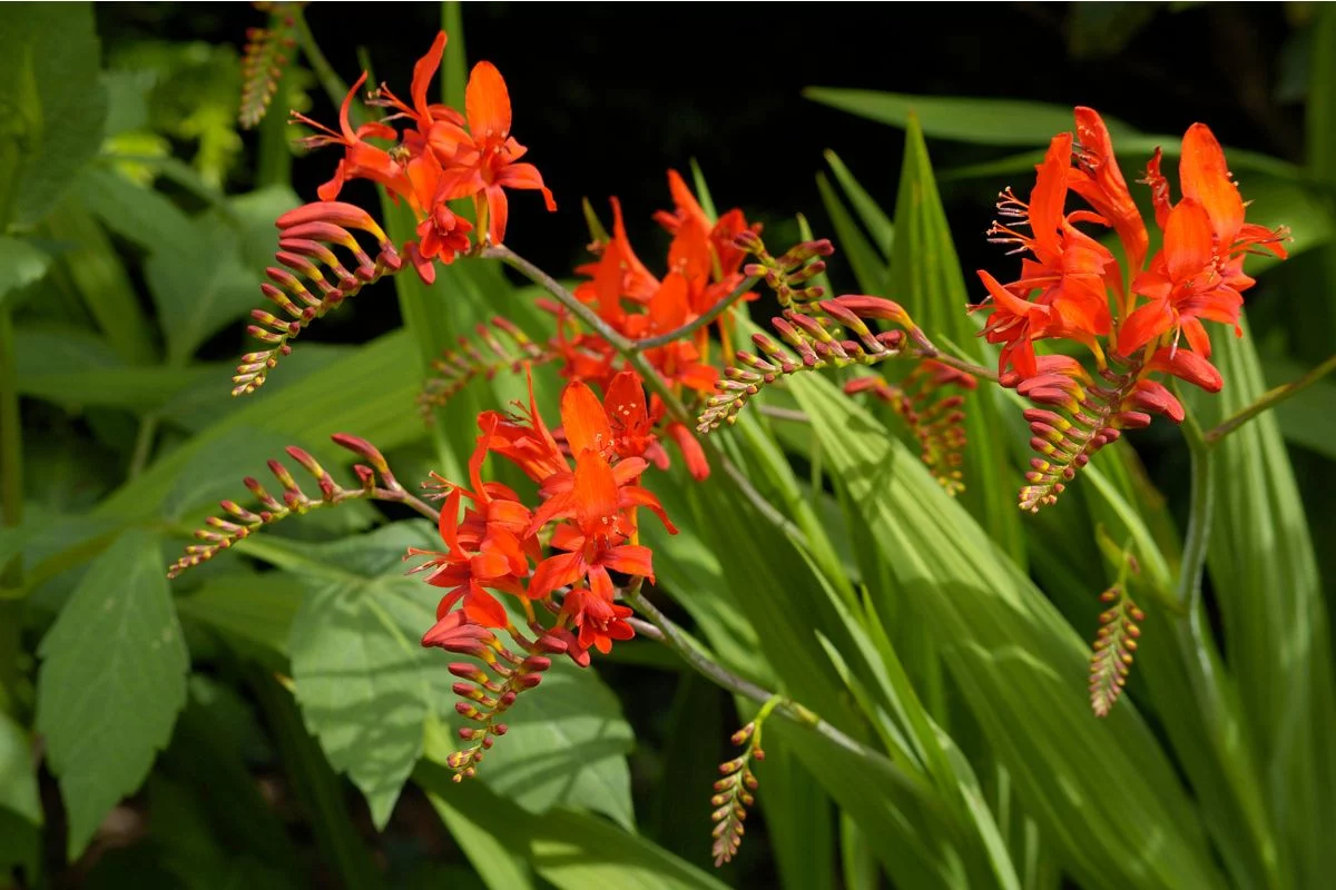 crocosmias