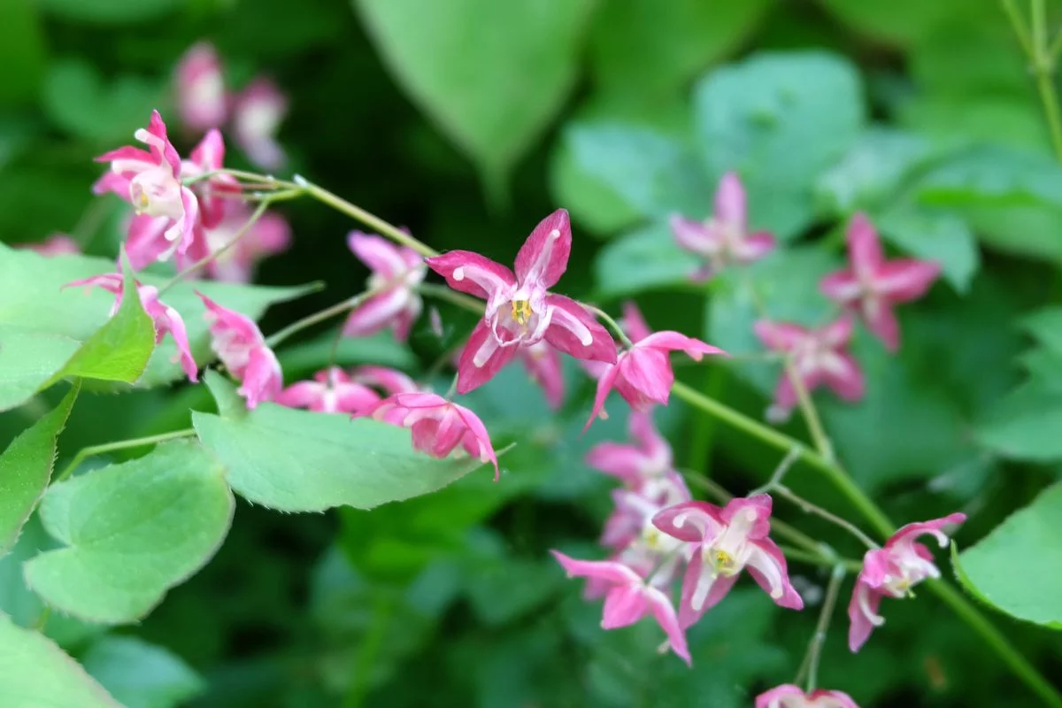 epimedium