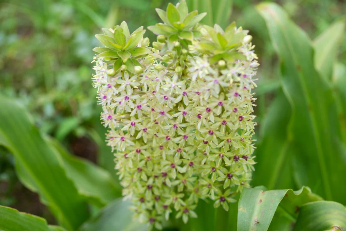 eucomis