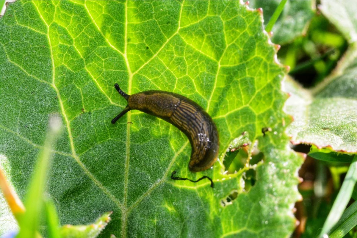limace qui mange une plante dans le jardin