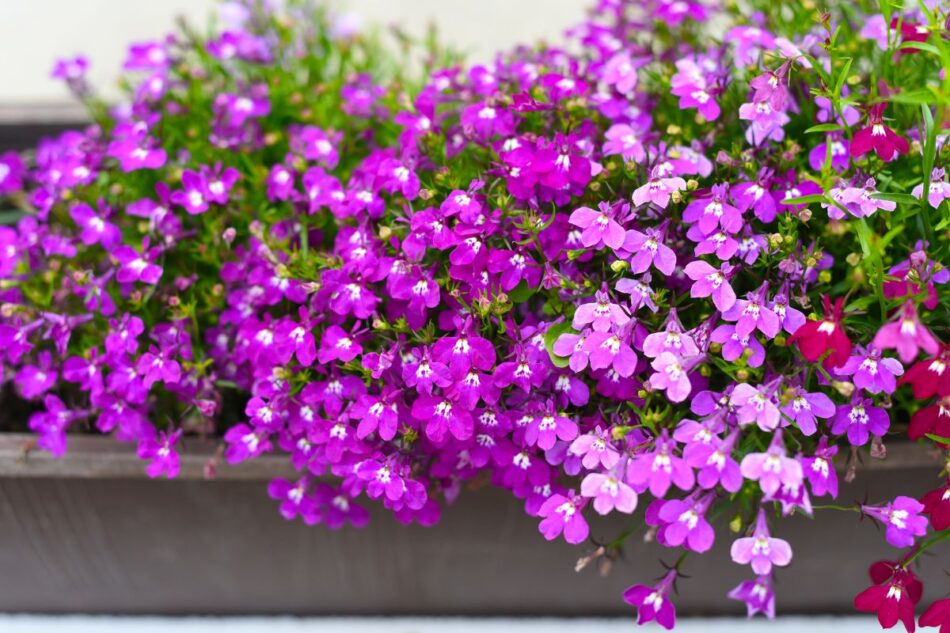 5 Fleurs Retombantes Pour Vos Jardini res En Plein Soleil Planter 5-fleurs-retombantes-pour-vos-jardini-res-en-plein-soleil-planter