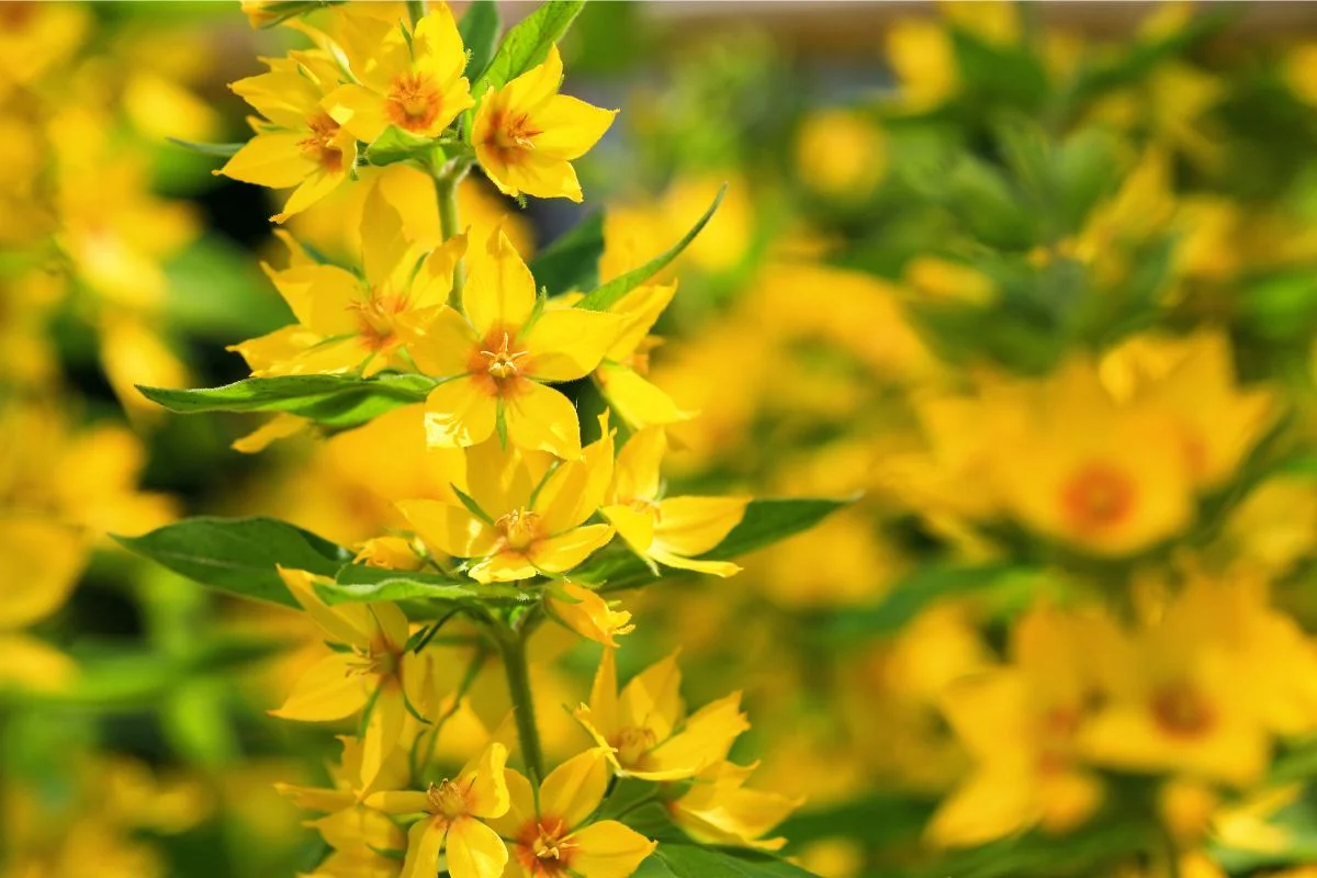 lysimachia punctata