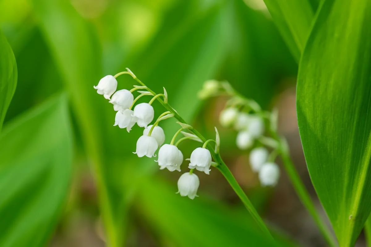 muguet
