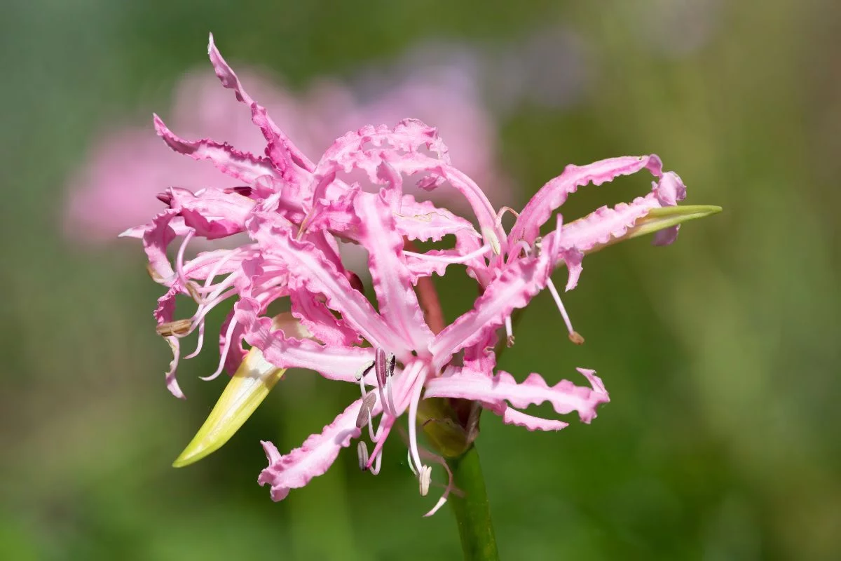 nerine