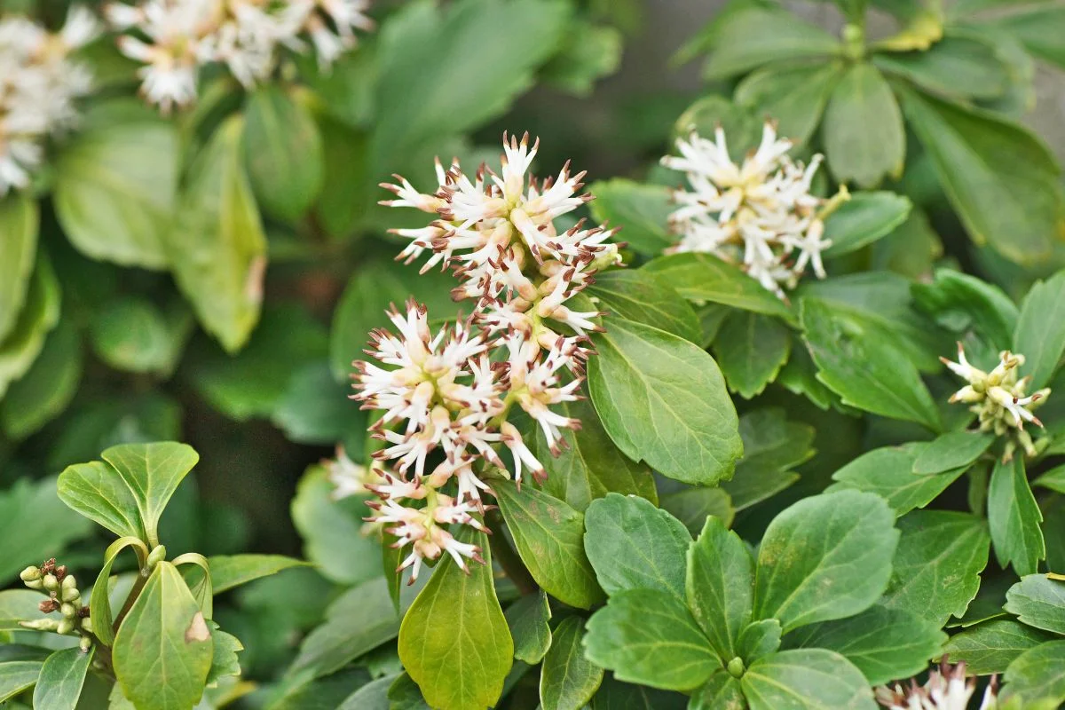 pachysandra