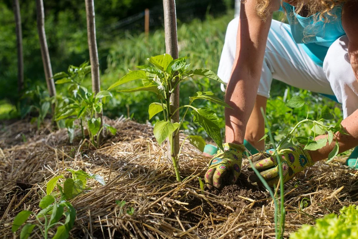 paillis au potager
