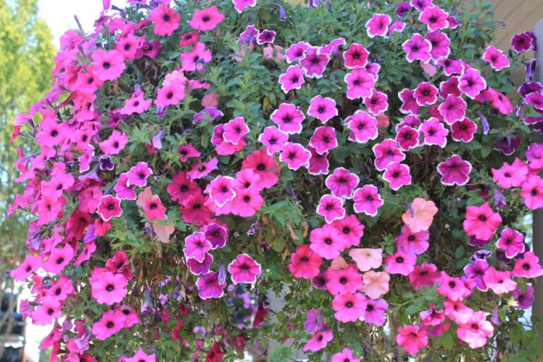 5 Fleurs Retombantes Pour Vos Jardini res En Plein Soleil Planter 5-fleurs-retombantes-pour-vos-jardini-res-en-plein-soleil-planter