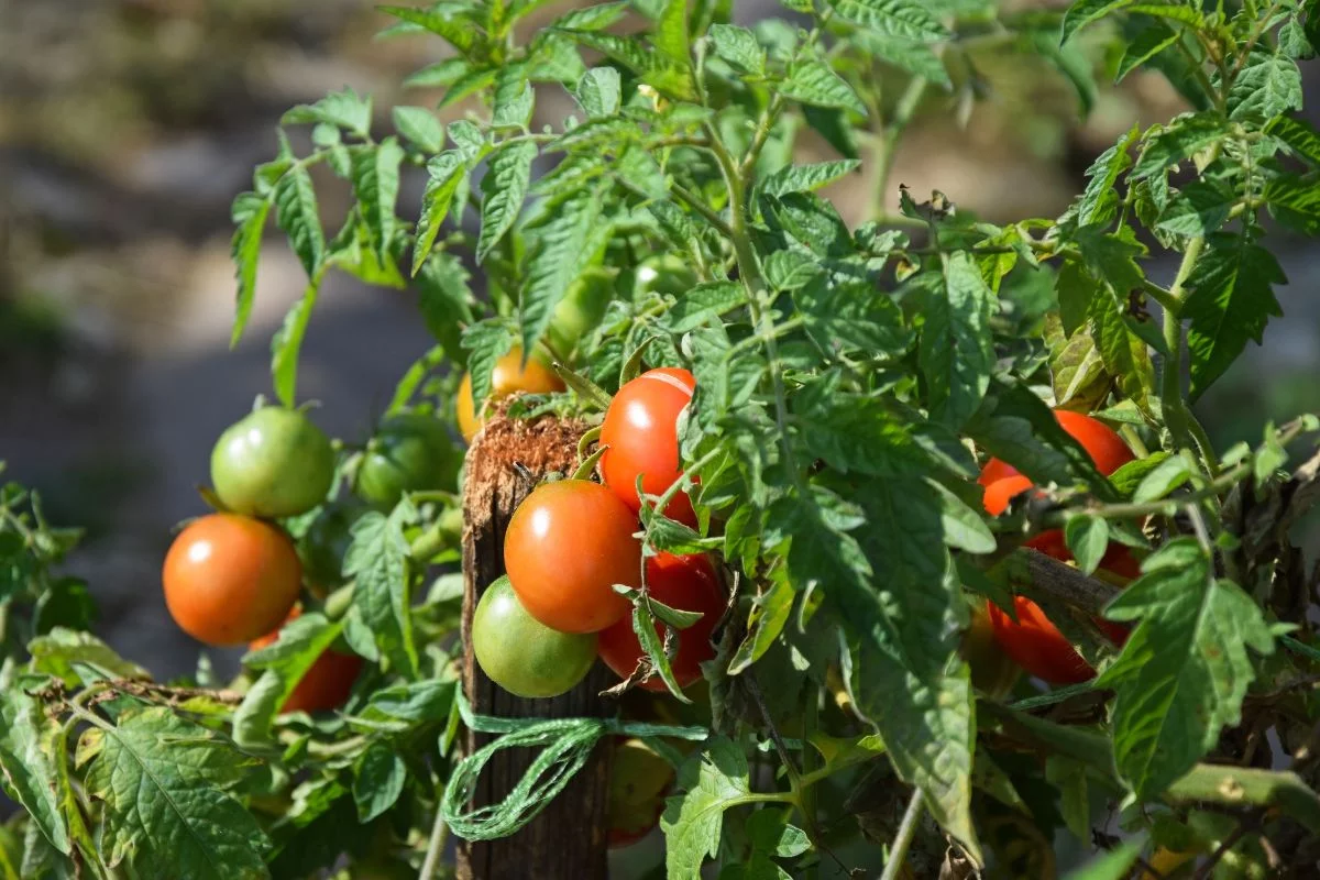 plant de tomate dans le potager