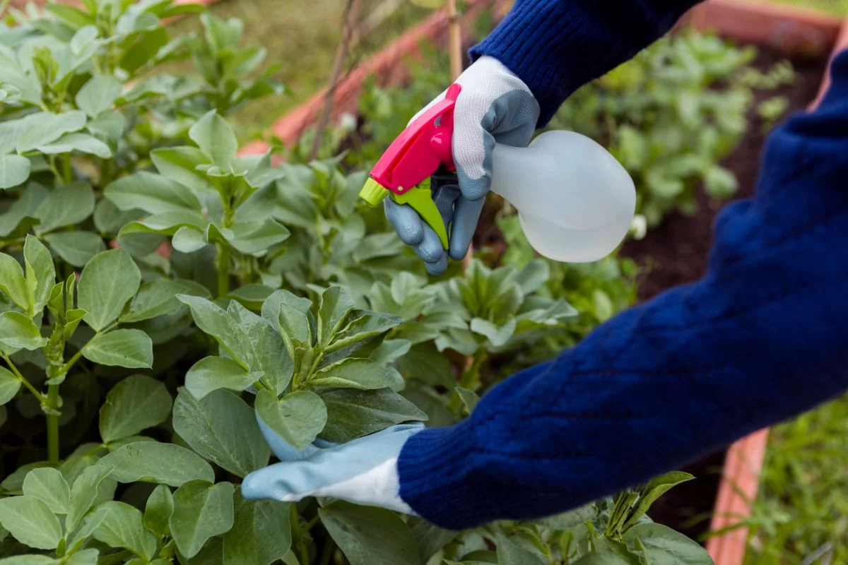 application de purin végétal au potager