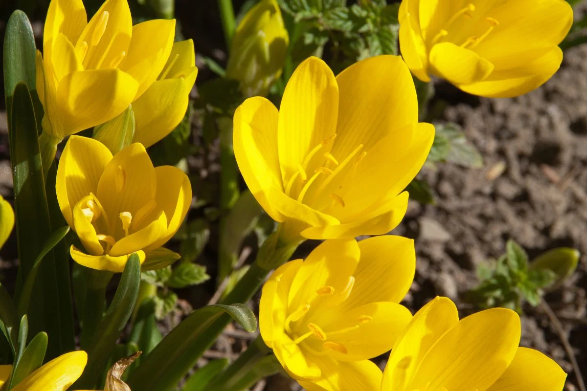 sternbergia