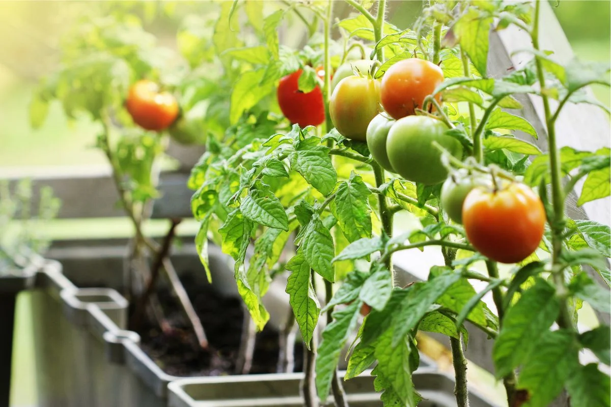 tomates cerises cultivées en pot sur un balcon