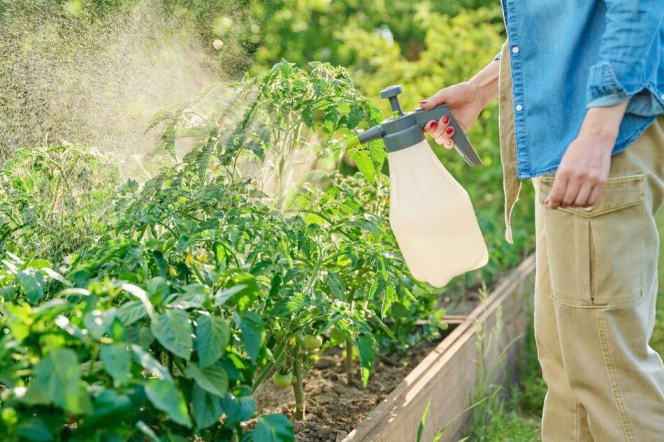 Protégez vos tomates des maladies utilisez cette solution peu connue — free download