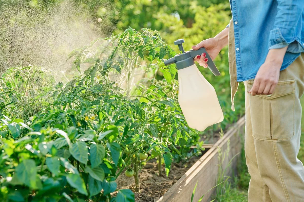 femme qui pulvérise une siolution à base de bicarbonate de soude sur ses plants de tomates