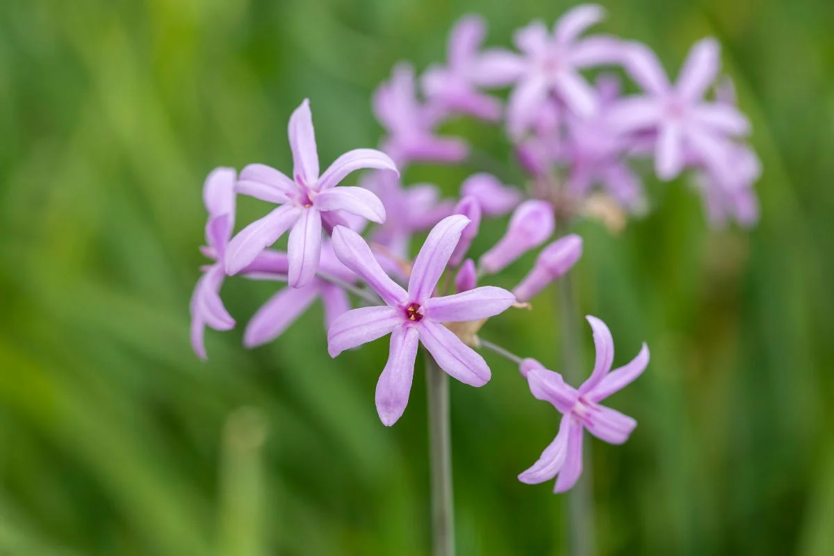 tulbaghias