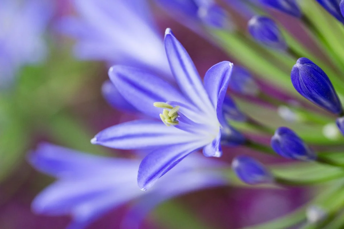 agapanthe