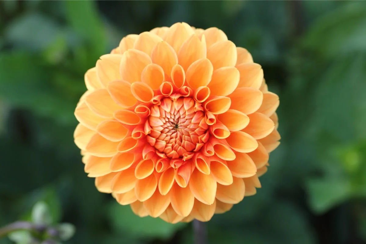 dahlia orange