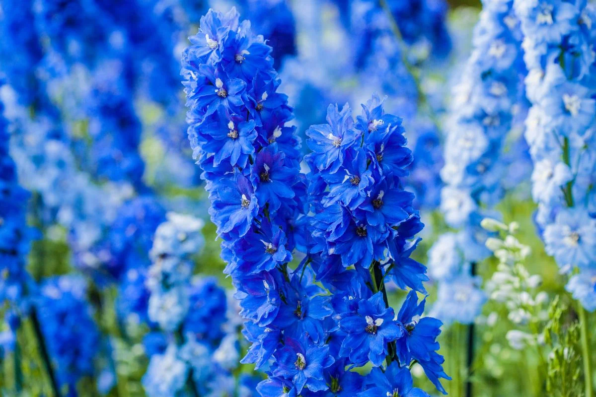 delphinium