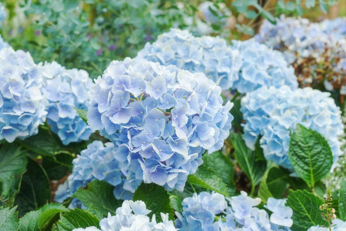 hortensia bleue