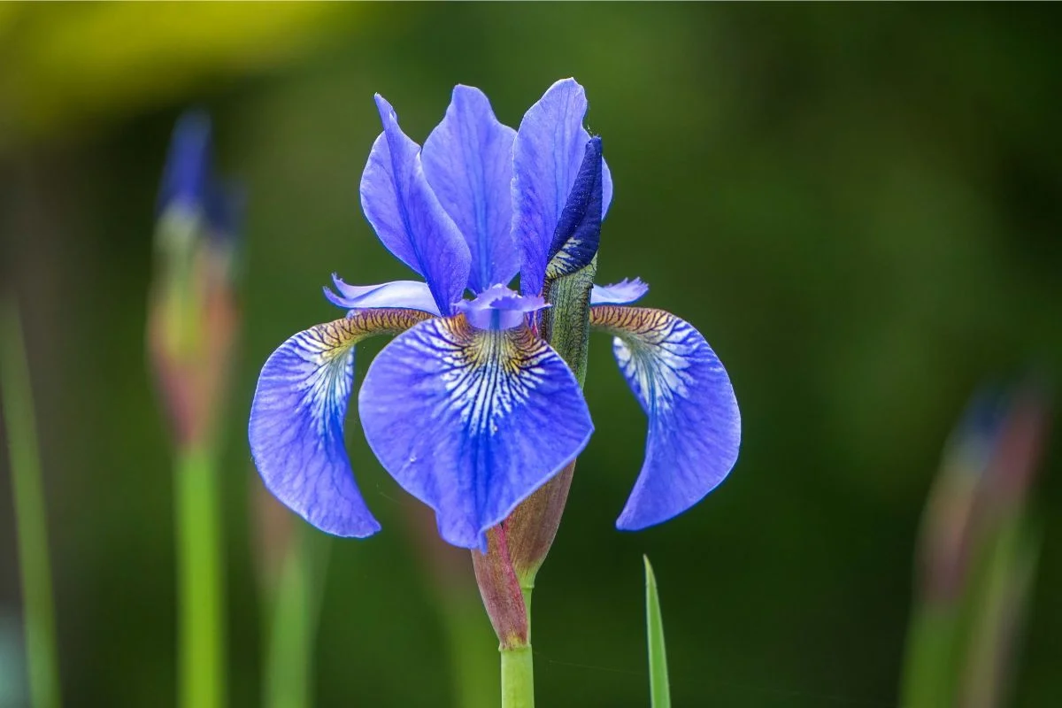 iris bleu