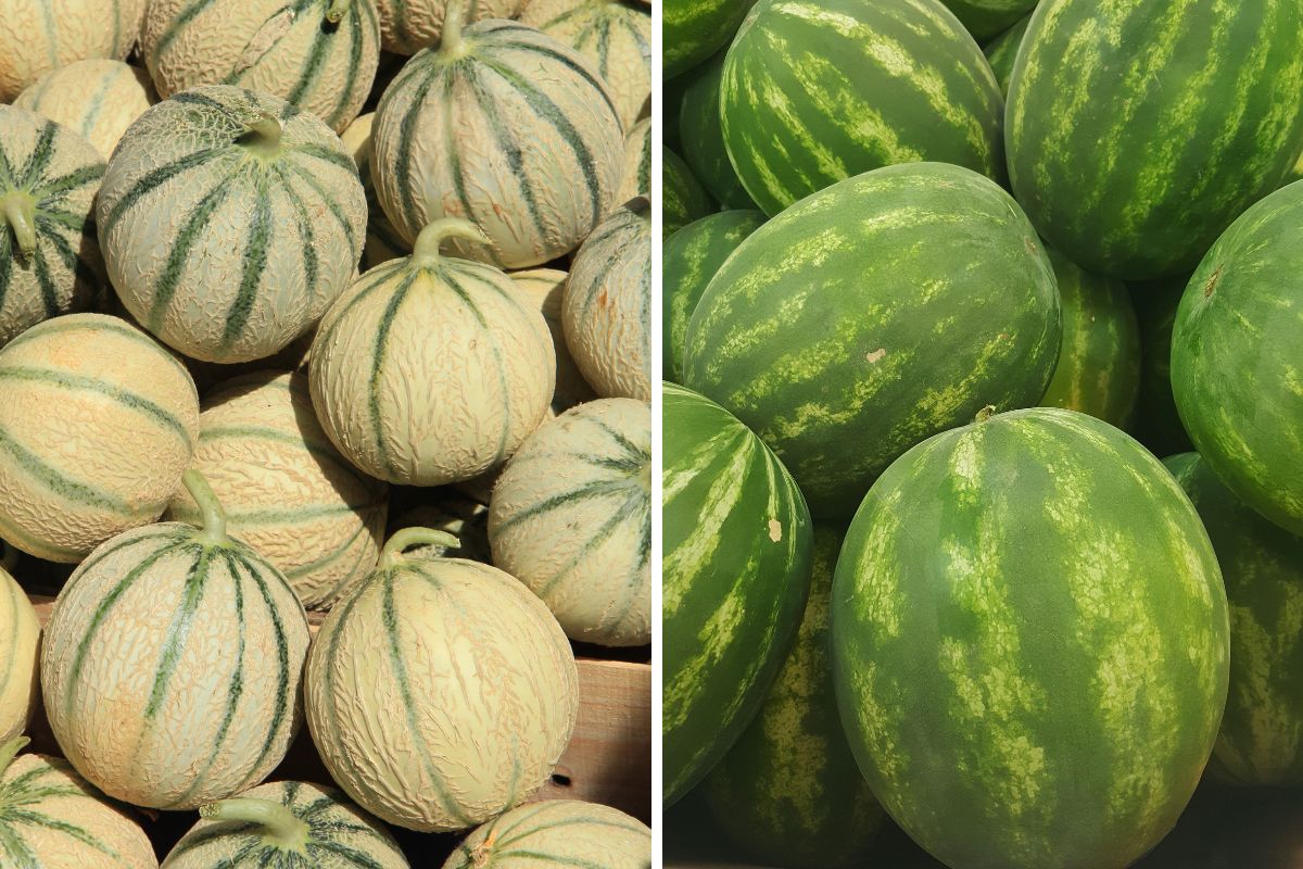 melon et pastèque