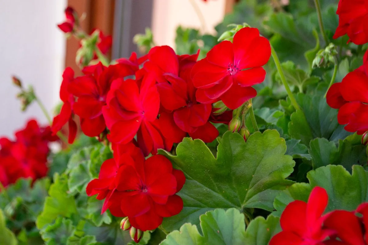 pelargonium