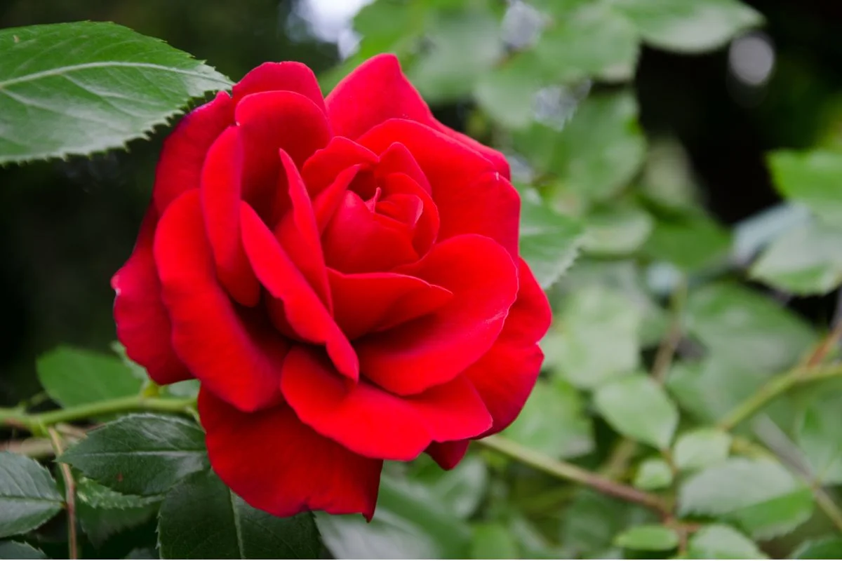 rose rouge