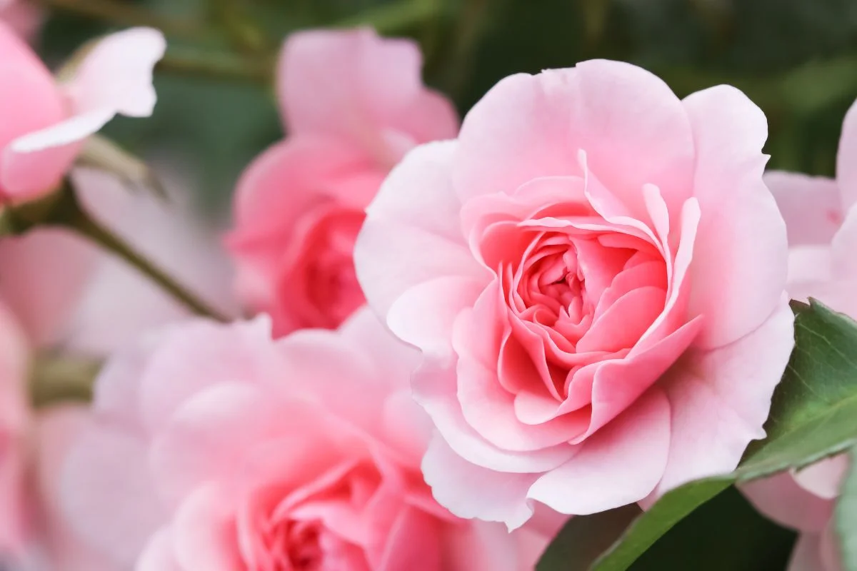 rosier bonica