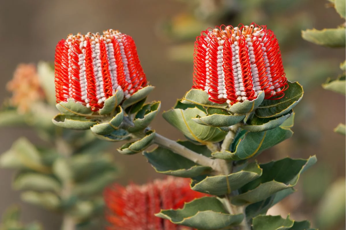 banksia coccinea