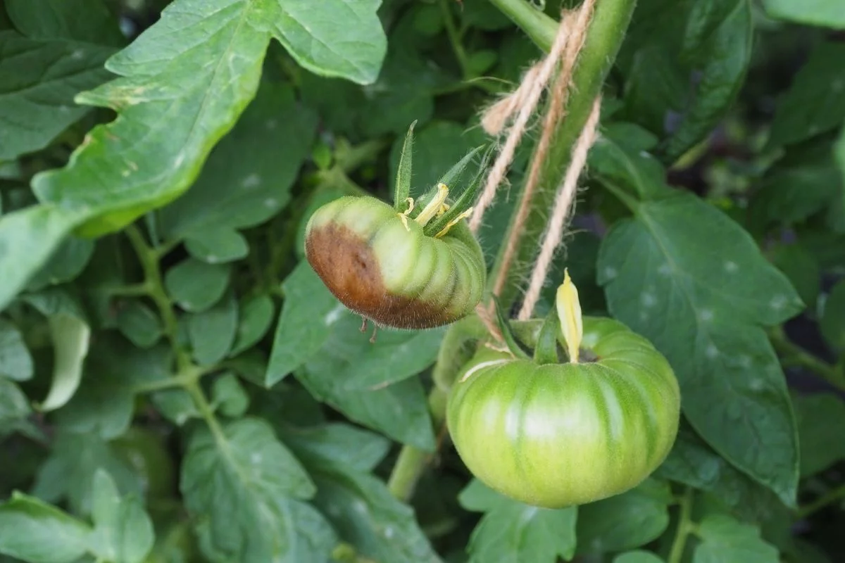tomate atteinte de nécrose apicale (cul noir)