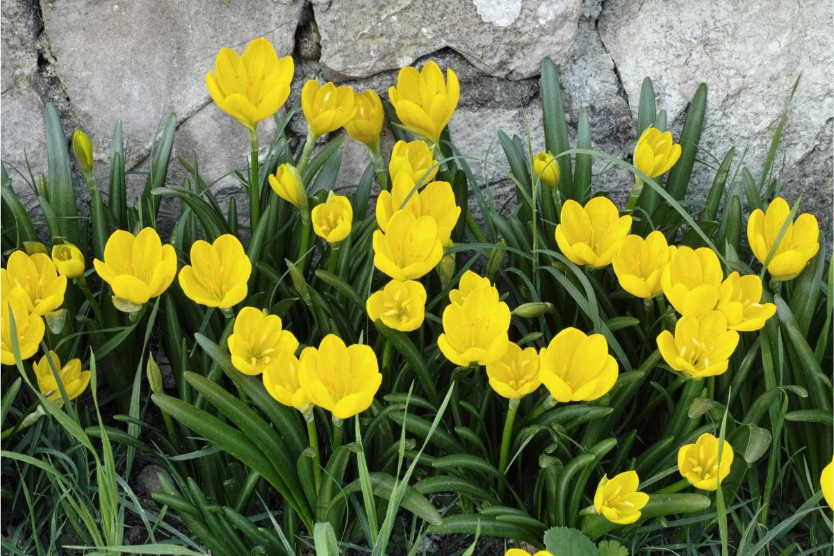 Sternbergia lutea