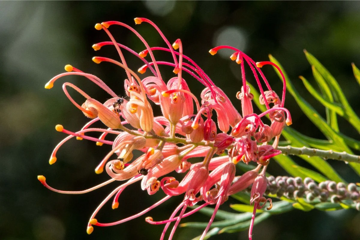 grevillea
