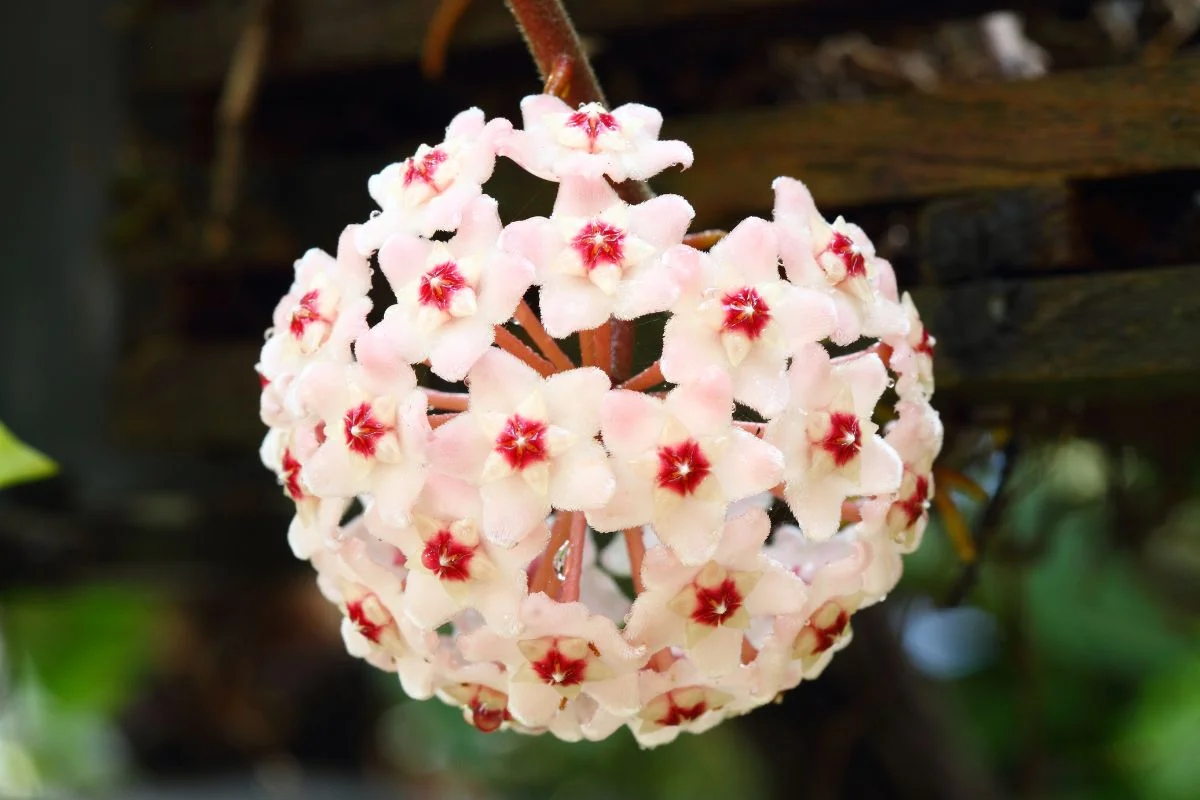hoya carnosa
