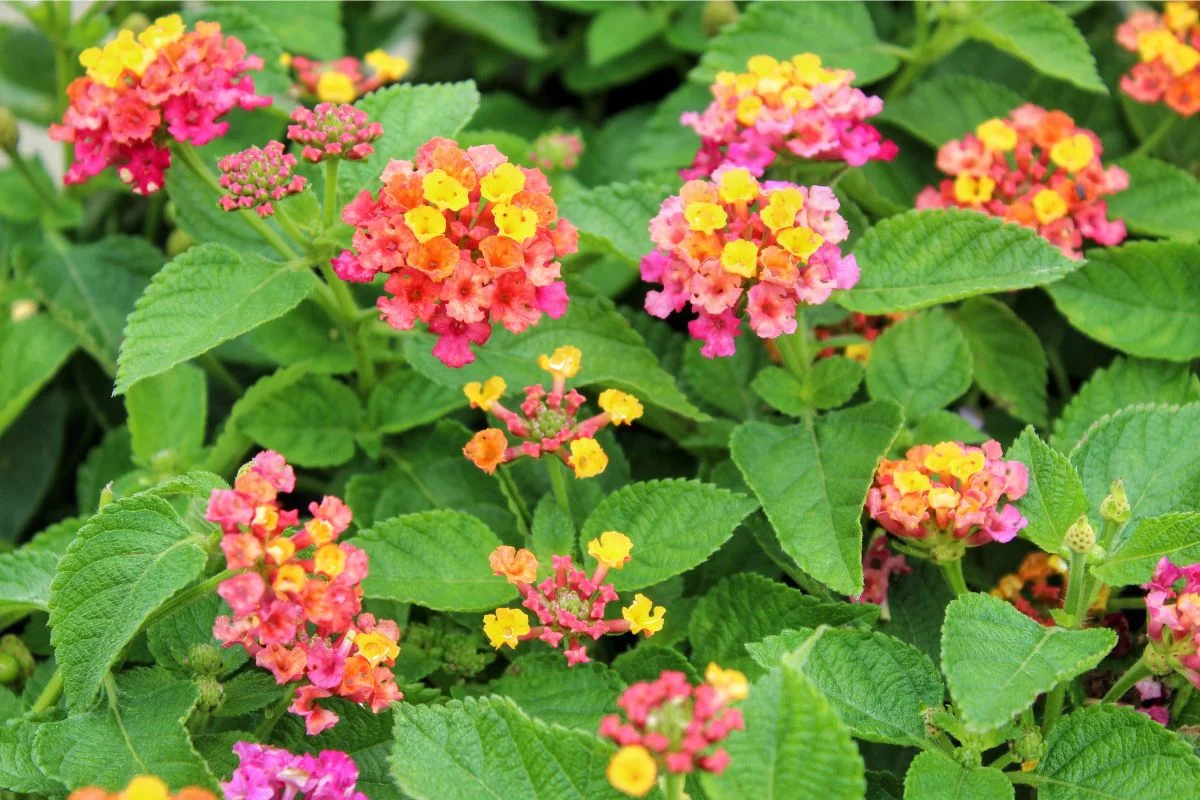 lantana