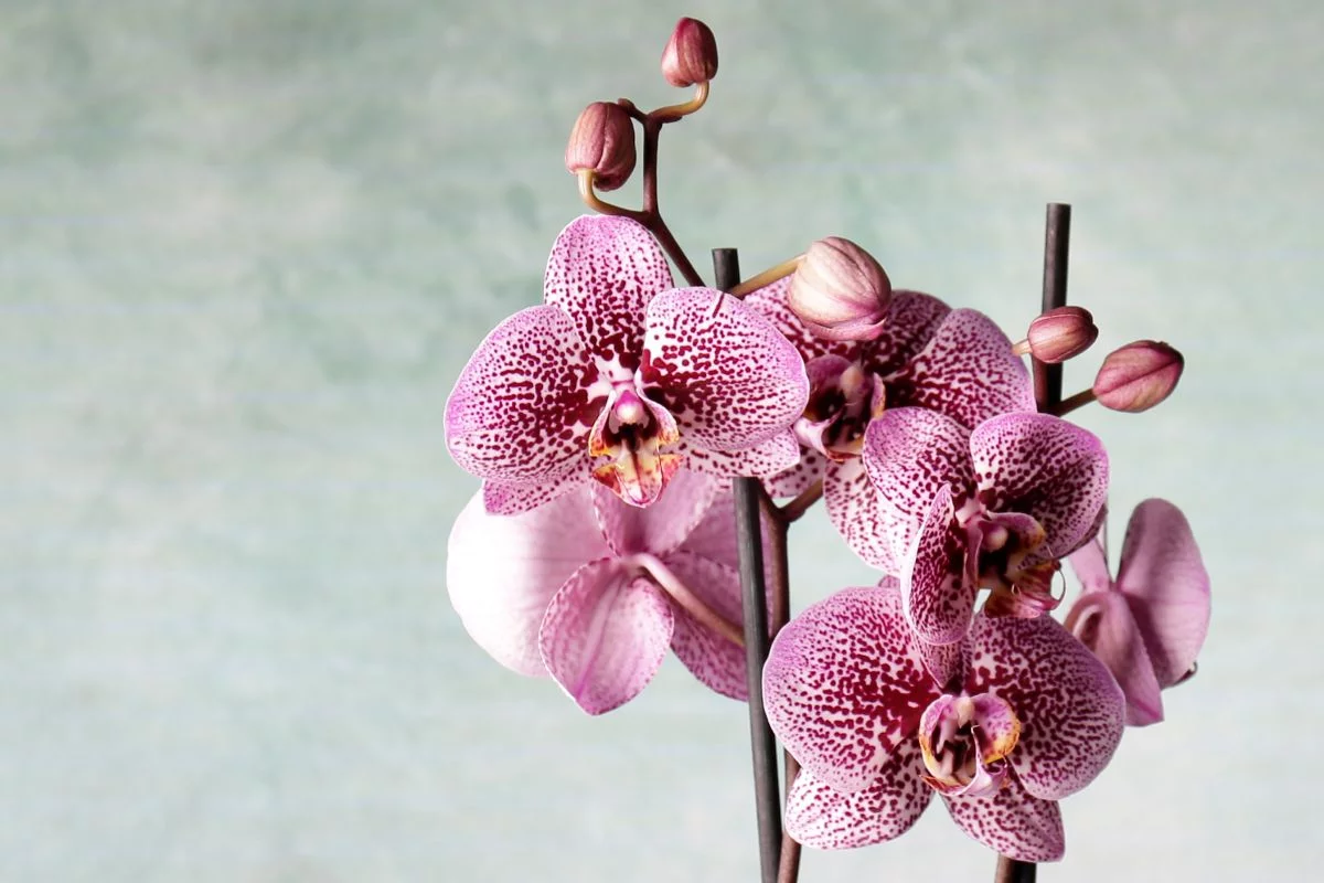 orchidée mauve
