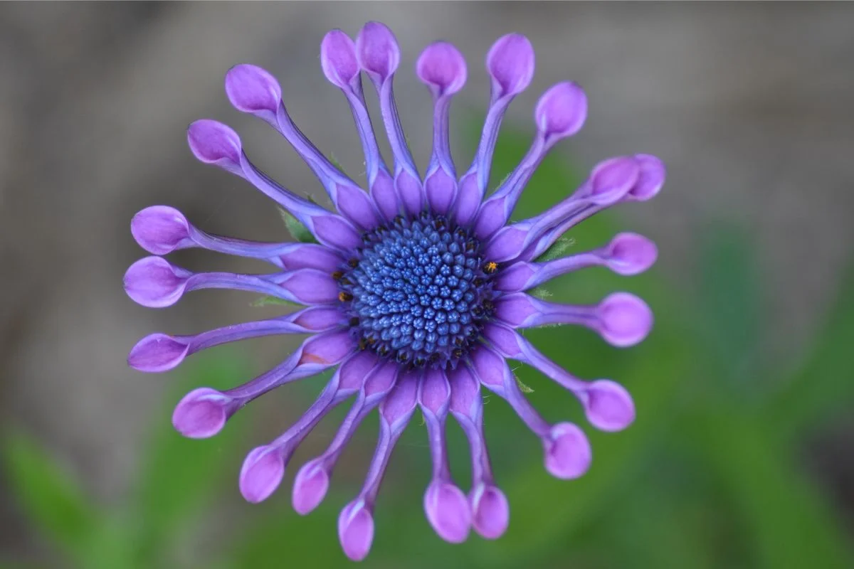 osteospermum