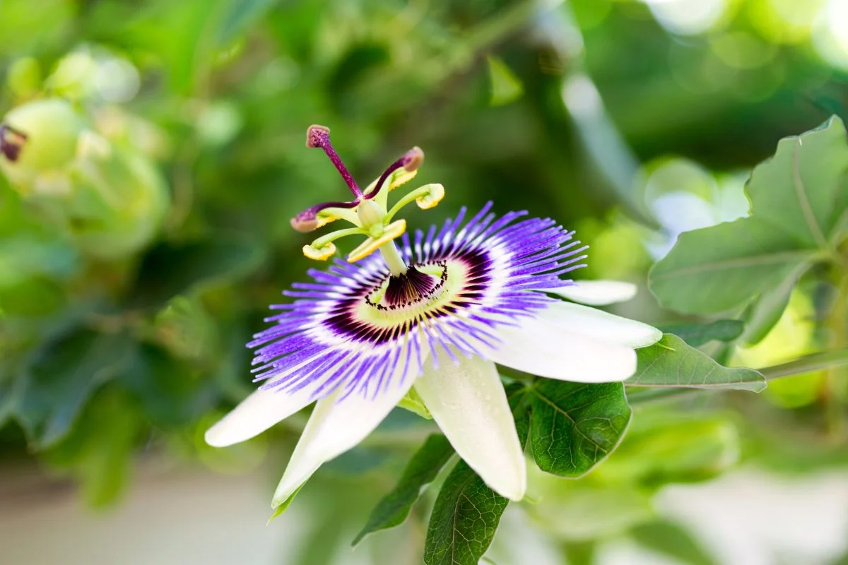 passiflore