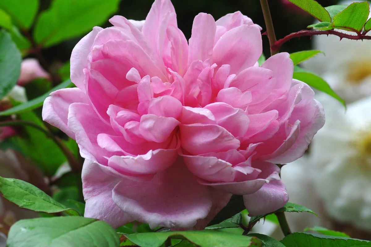 rosier albertine