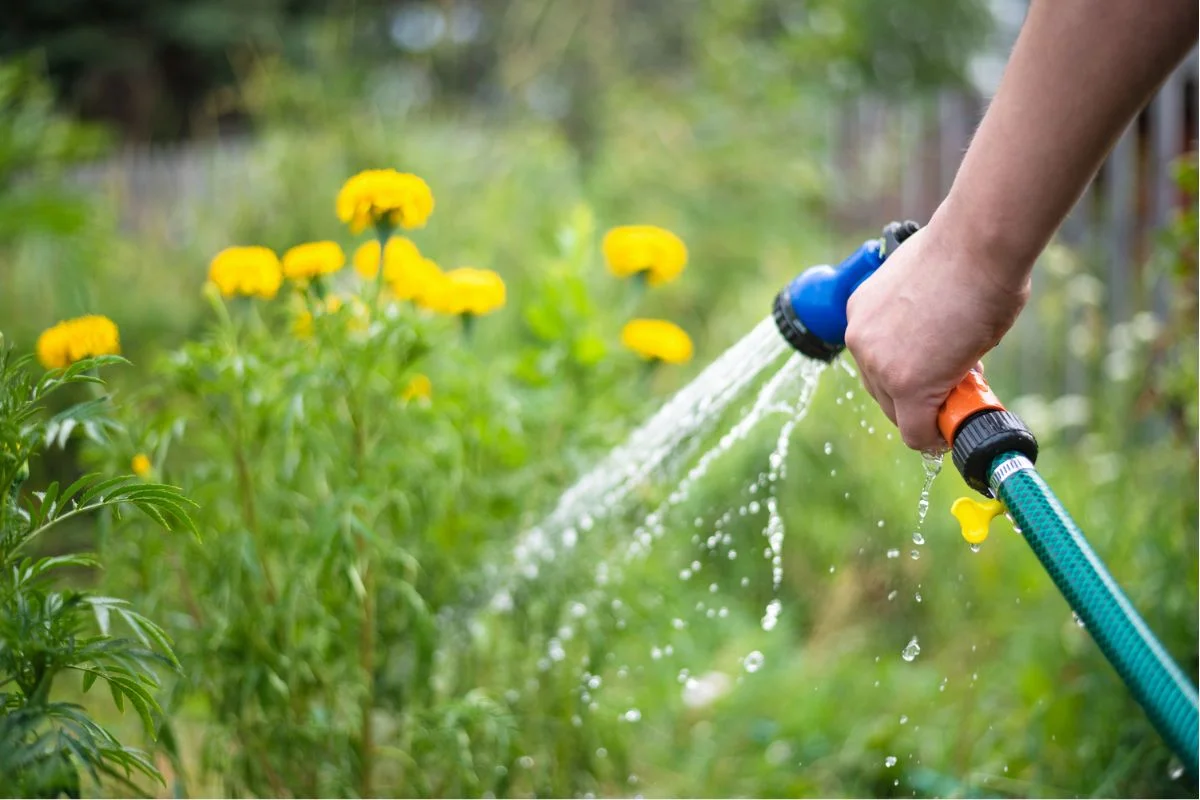 personne qui arrose son jardin avec un tuyau