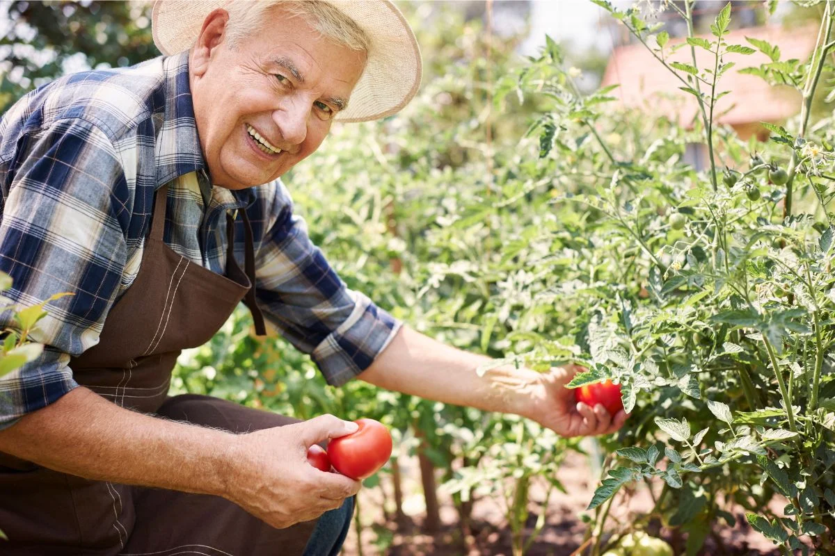 jardinier heureux qui cueille des tomates