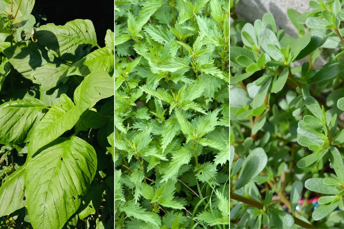 plantes sauvages comestibles