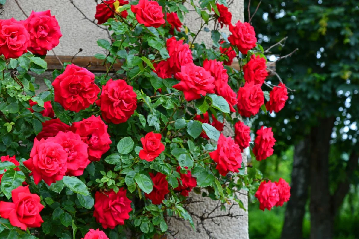 rosier rouge grimpant