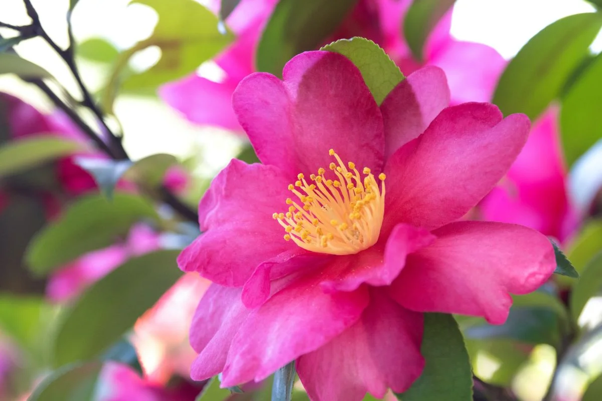 camellia sasanqua