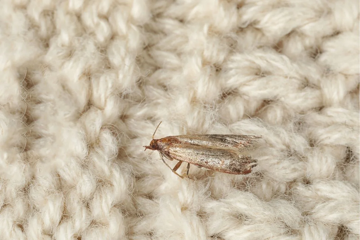 mite de vêtement sur un pull en laine